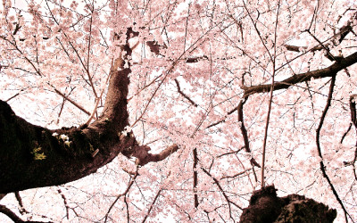 DP2 Merrill *  桜の木の下で