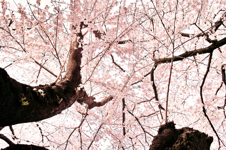 DP2 Merrill *  桜の木の下で